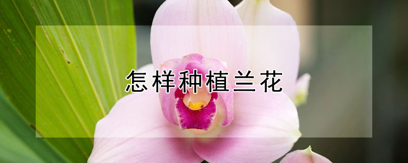 怎样种植兰花 怎样种植兰花才能开出很多花