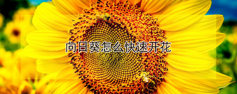 向日葵怎么快速开花（鲜花向日葵快速开花）