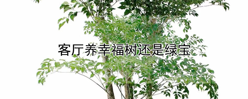 客厅养幸福树还是绿宝 幸福树和绿萝哪个放在家里好