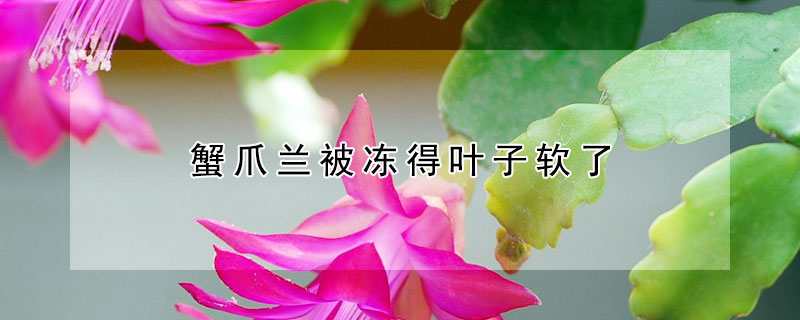 蟹爪兰被冻得叶子软了 蟹爪兰被冻蔫了怎么办