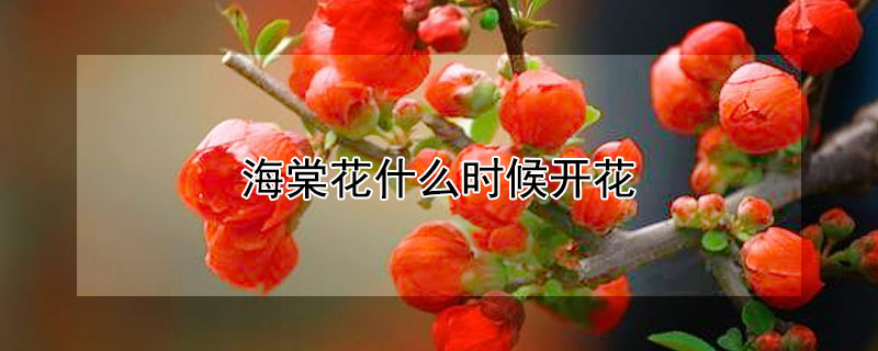 海棠花什么时候开花 木本海棠花什么时候开花