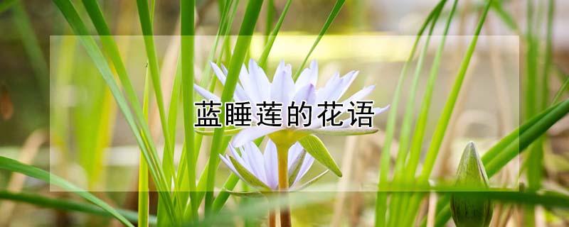 蓝睡莲的花语 白睡莲的花语