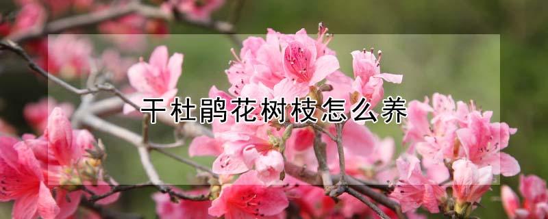 干杜鹃花树枝怎么养（杜鹃花干枝子怎么办）