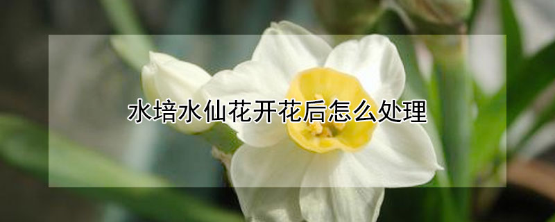 水培水仙花开花后怎么处理 水培水仙花开完花后怎么处理