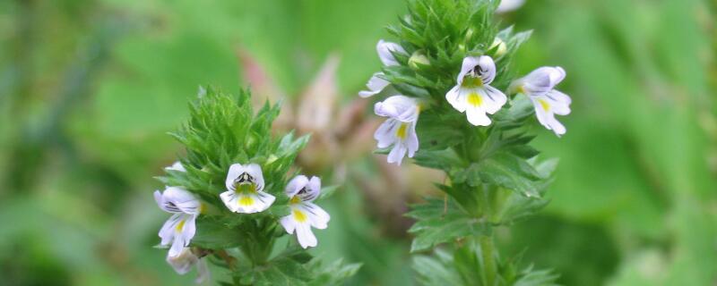 小米花的花语 小米粒花语