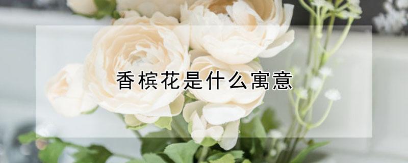 香槟花是什么寓意（香槟花代表什么）