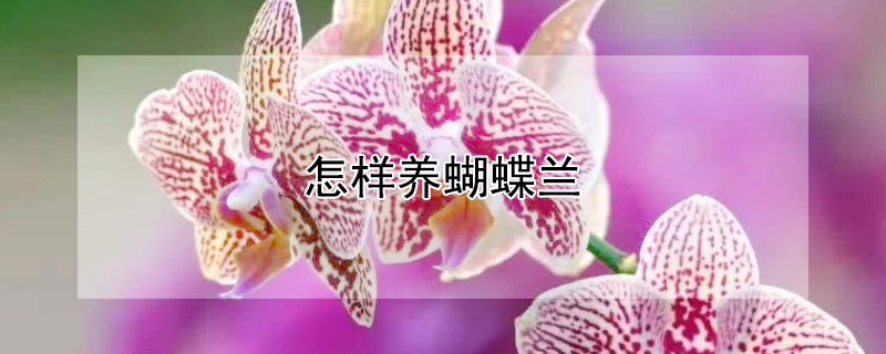 怎样养蝴蝶兰 怎样养蝴蝶兰视频教程