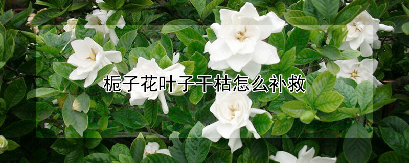 栀子花叶子干枯怎么补救 栀子花叶子干枯怎么办