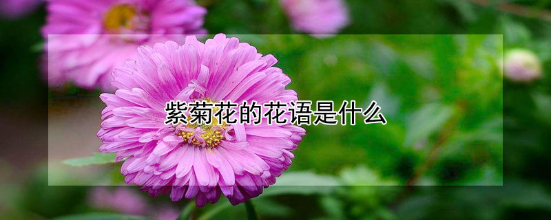 紫菊花的花语是什么（紫菊 花语）