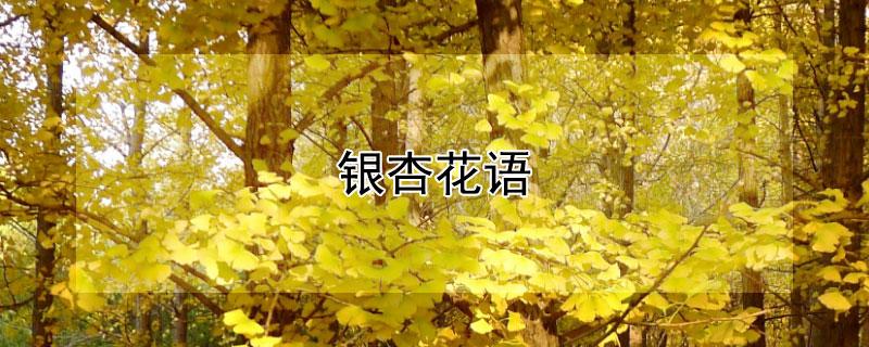 银杏花语（银杏花语是什么意思）