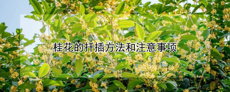 桂花的扦插方法和注意事项(如何扦插桂花)