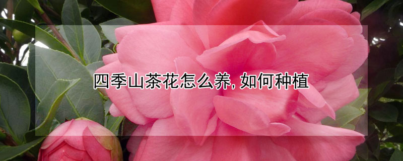 四季山茶花怎么养,如何种植 四季山茶花怎么养殖