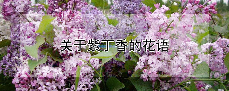 关于紫丁香的花语（紫丁香的花语是什么）