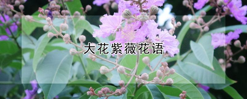 大花紫薇花语(大叶紫薇花语)