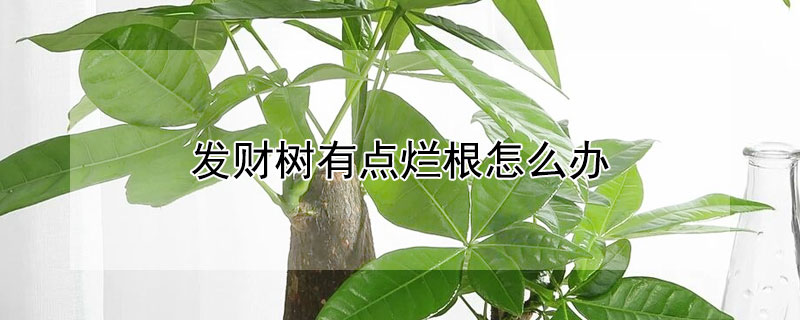 发财树有点烂根怎么办 发财树严重烂根怎么办