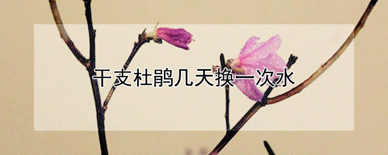 干支杜鹃几天换一次水 杜鹃几天浇一次水好