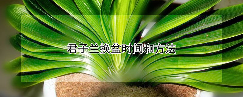 君子兰换盆时间和方法（君子兰换盆时间和方法视频）