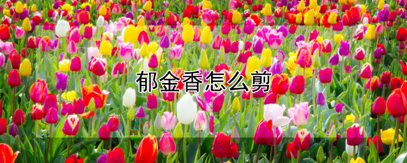 郁金香怎么剪（郁金香怎么剪下来送人）