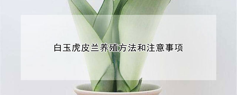 白玉虎皮兰养殖方法和注意事项 水培白玉虎皮兰养殖方法和注意事项