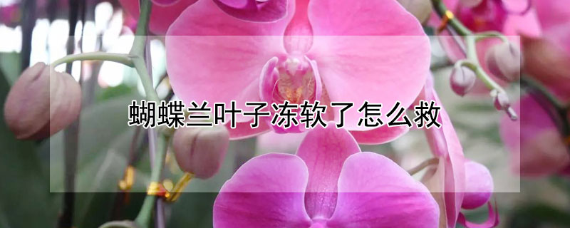 蝴蝶兰叶子冻软了怎么救 蝴蝶兰花冻了咋办