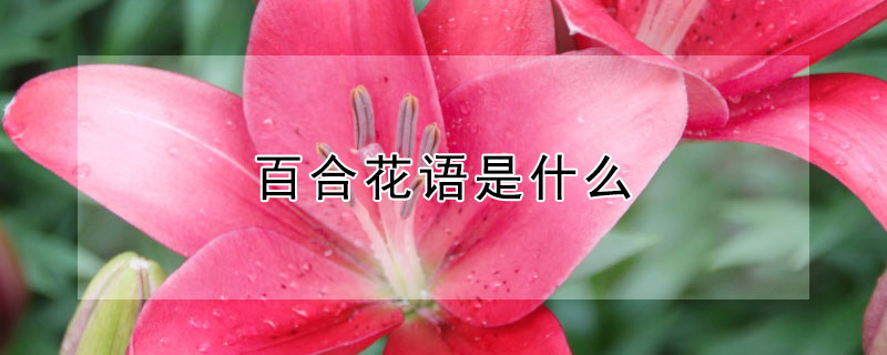 百合花语是什么（康乃馨加百合花语是什么）