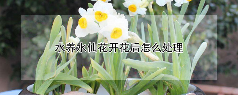 水养水仙花开花后怎么处理(水仙花开完花后怎么处理)