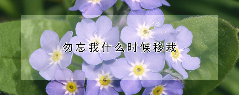勿忘我什么时候移栽（勿忘我什么时候可以移植）