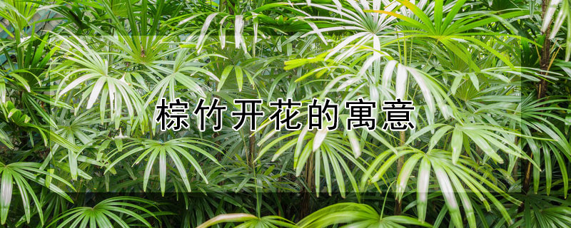 棕竹开花的寓意 水棕竹开花的是什么兆头
