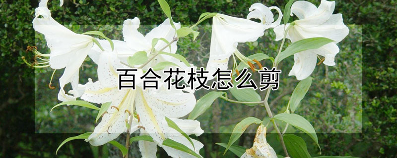 百合花枝怎么剪 怎样修剪百合花的枝