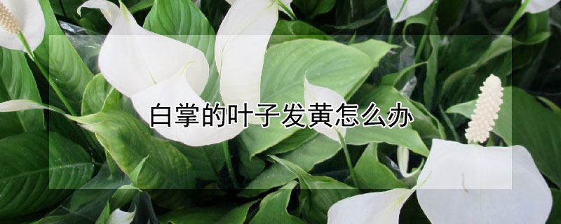 白掌的叶子发黄怎么办（白掌叶发黄怎么回事）