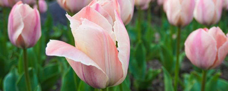 郁金香可以送给妈妈吗 郁金香能送妈妈吗