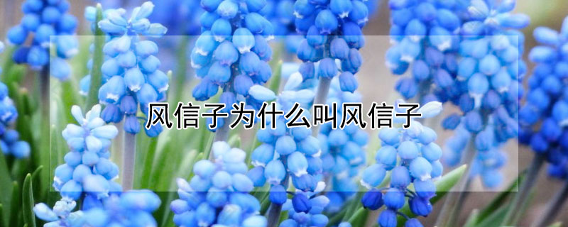 风信子为什么叫风信子（风信子为啥叫风信子）