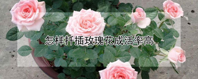 怎样扦插玫瑰花成活率高 玫瑰花扦插能活吗