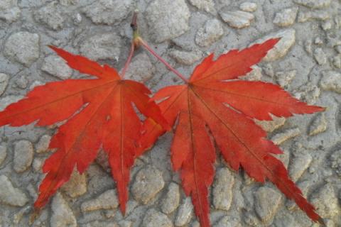 枫的寓意是什么