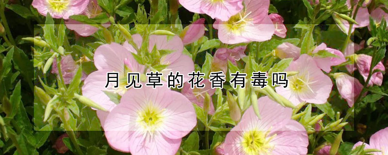 月见草的花香有毒吗 月见草有味道吗