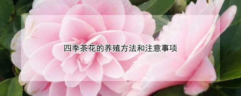 四季茶花的养殖方法和注意事项（四季茶花的养殖方法和注意事项视频）