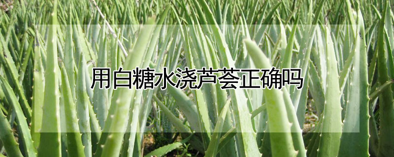 用白糖水浇芦荟正确吗 芦荟用糖水浇灌好吗