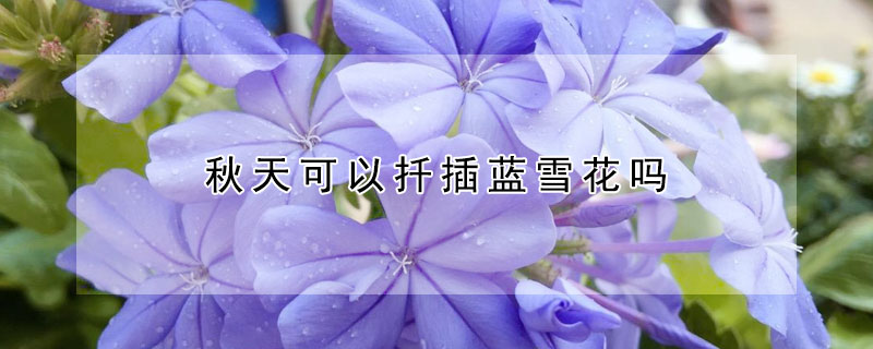 秋天可以扦插蓝雪花吗(蓝雪花怎么扦插,在什么季节合适)