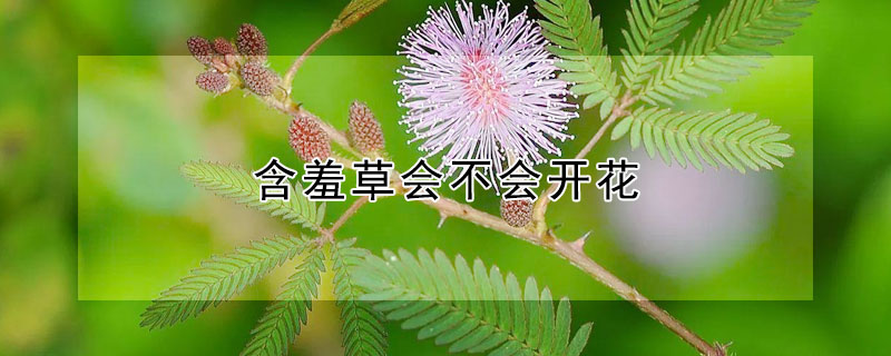 含羞草会不会开花（含羞草为什么会开花）