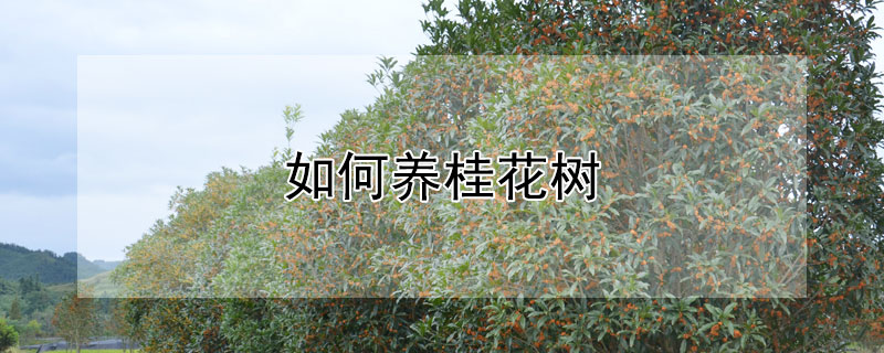 如何养桂花树（夏天如何养桂花树）