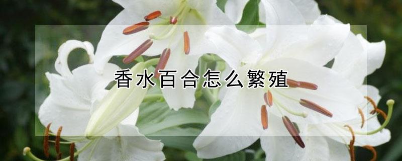 香水百合怎么繁殖（香水百合怎么繁殖种球）