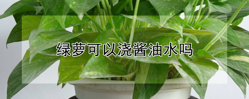 绿萝可以浇酱油水吗 酱油水能浇绿萝吗?