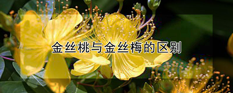 金丝桃与金丝梅的区别（金丝桃和金丝梅的区别）