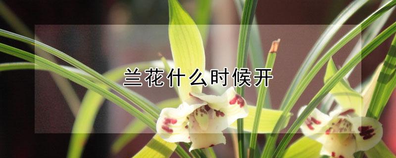 兰花什么时候开 兰花什么时候开花