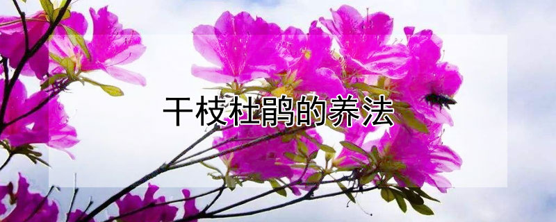 干枝杜鹃的养法 杜鹃花怎么养