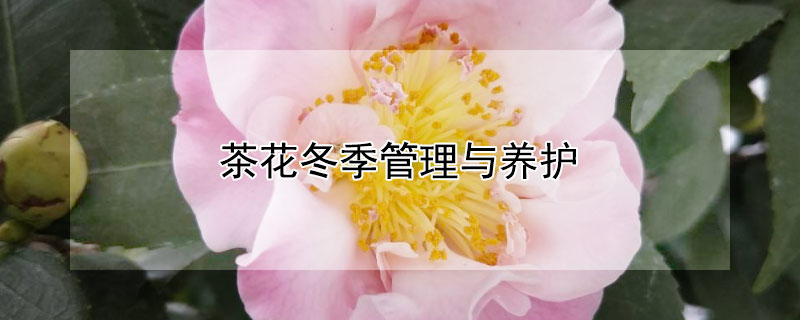 茶花冬季管理与养护（茶花春季养护）