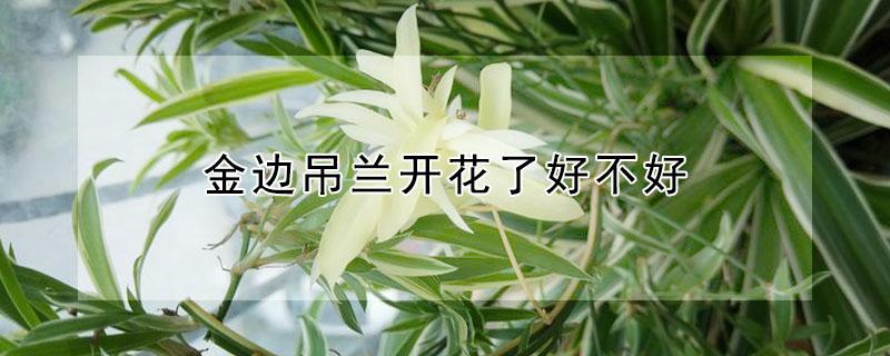 金边吊兰开花了好不好（金边吊兰会开花结果吗）