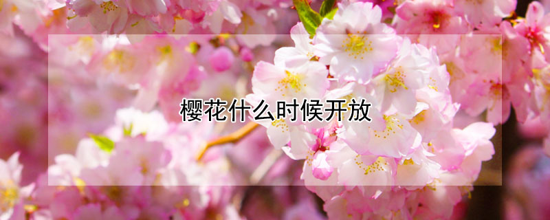 樱花什么时候开放（武汉樱花什么时候开放）