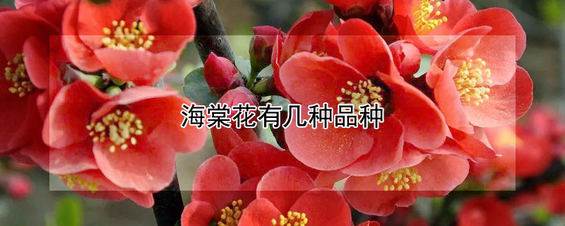 海棠花有几种品种（海棠花有哪几种品种）