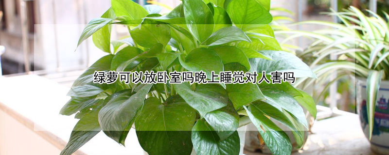 绿萝可以放卧室吗晚上睡觉对人害吗 晚上睡觉绿萝能放卧室吗?